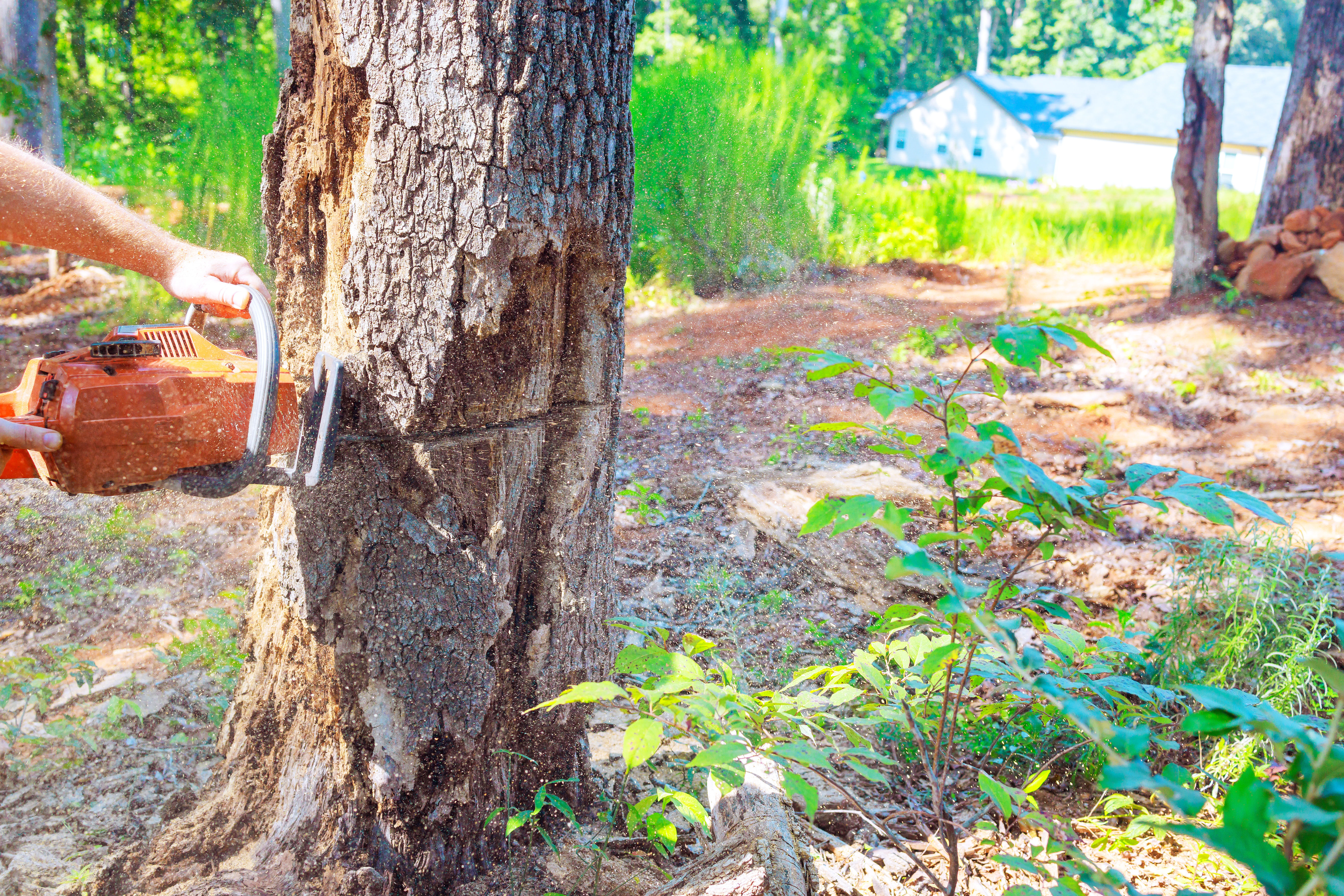 Tree Removal Services - Safe, Fast, & Guaranteed | Alderfer Tree