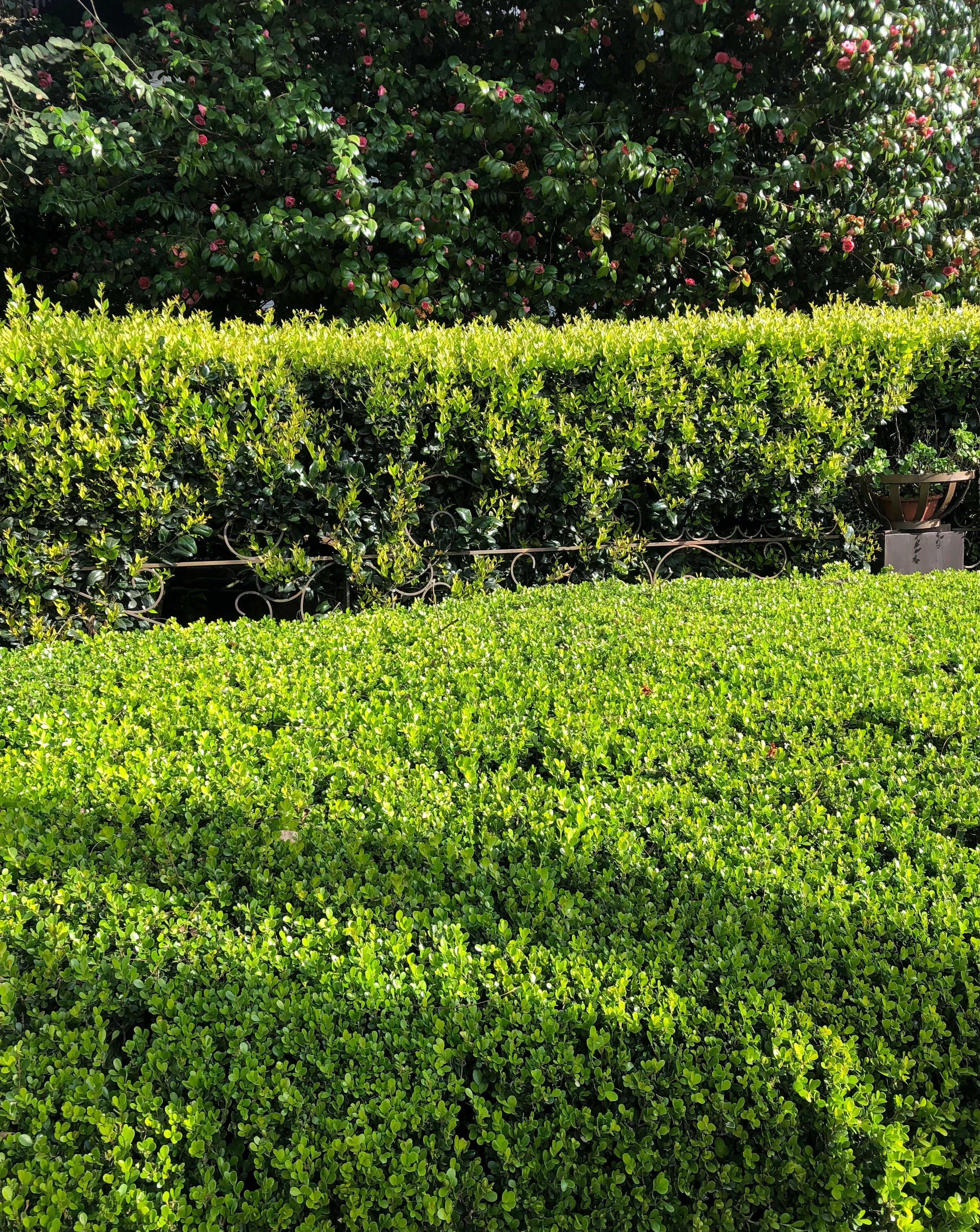 Shrub & Hedge Trimming Services | Edge Landscaping