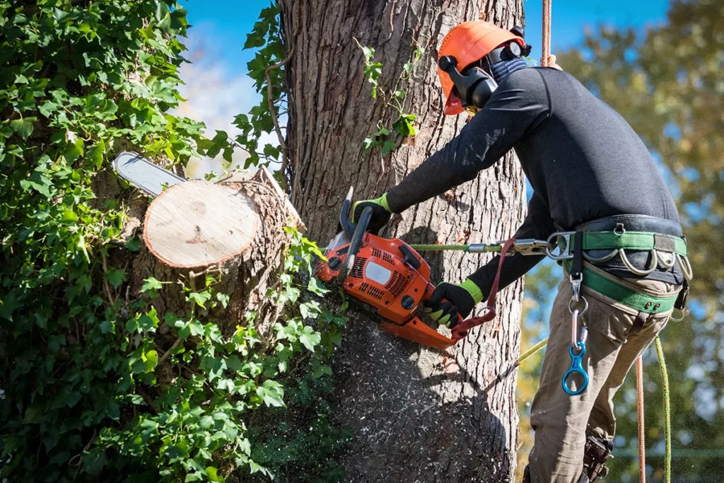 Professional Tree Removal Services - Ayala's Landscaping