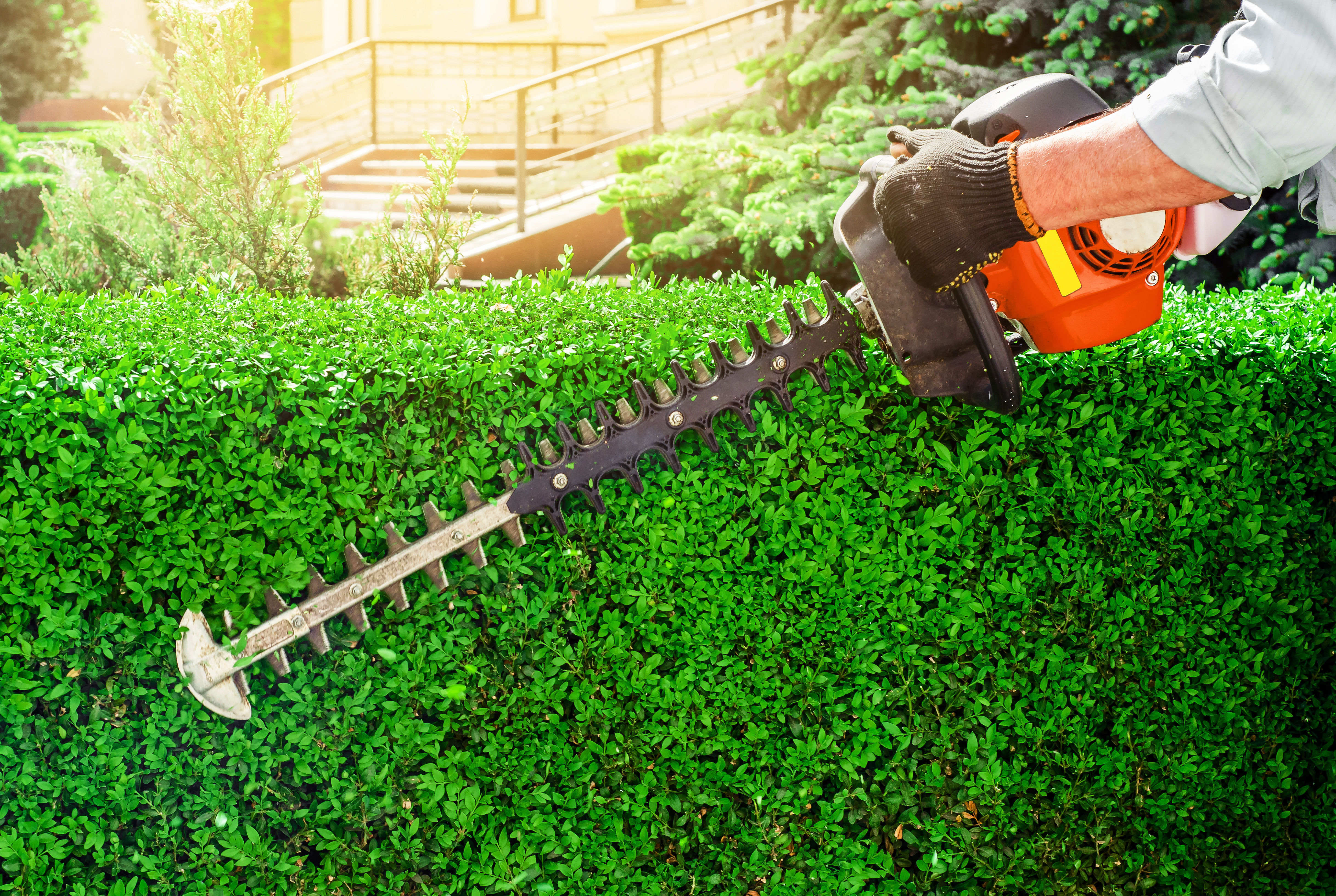 Hedge Trimming Services | Frank's Outdoor Services