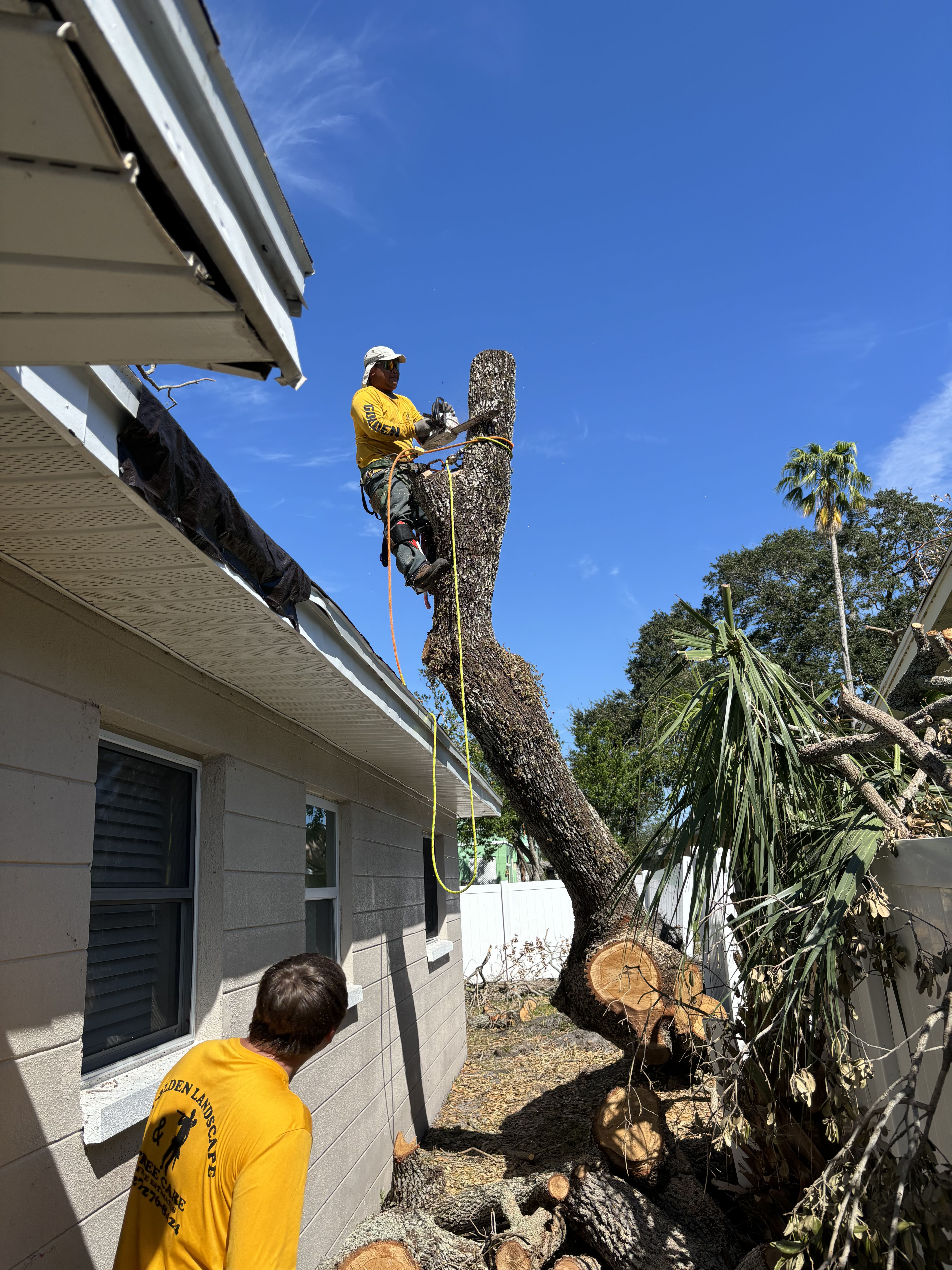 Precision Tree Removal for Safety and Space Maximization | Golden ...