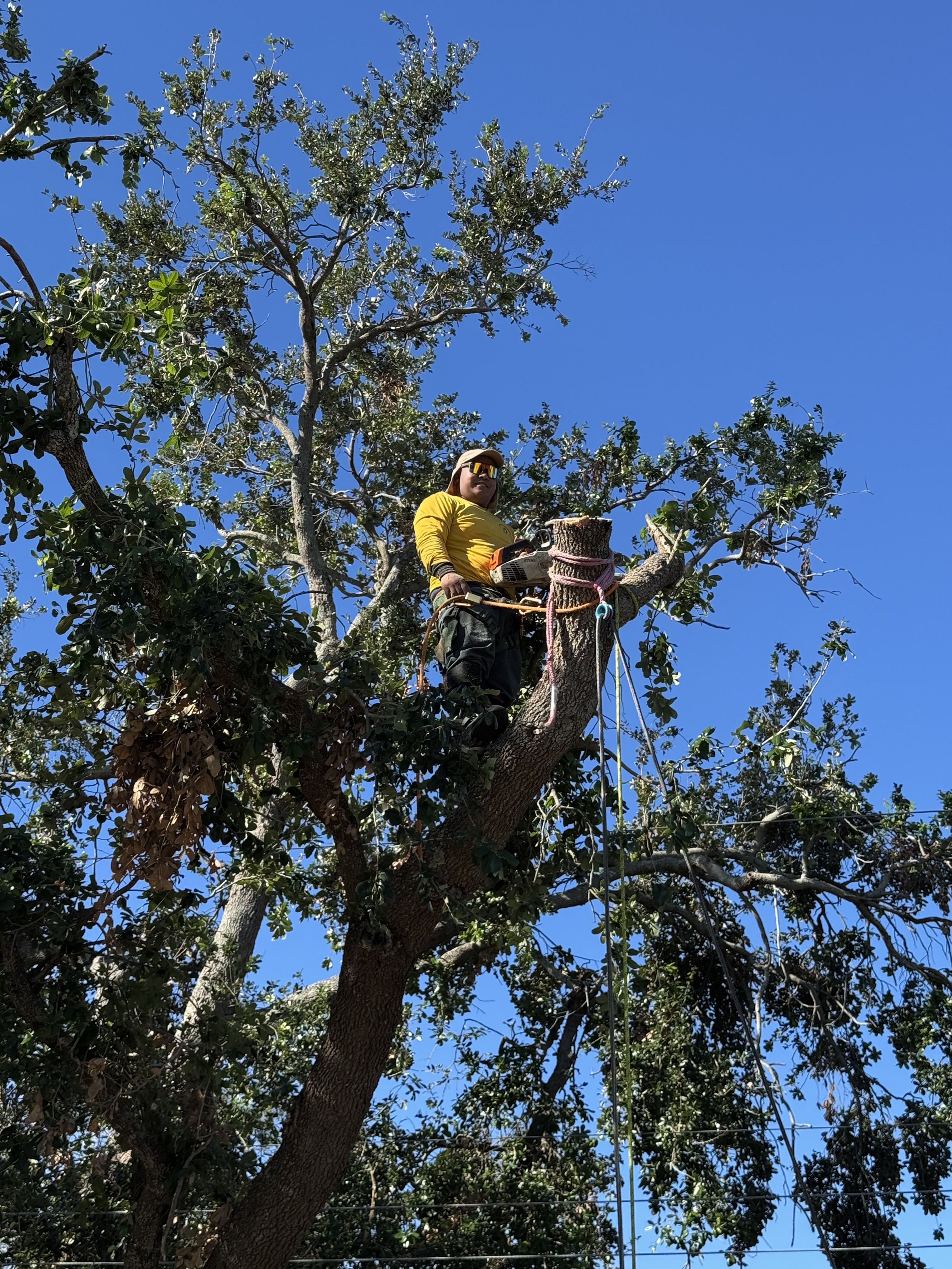 Precision Tree Removal for Safety and Space Maximization | Golden ...