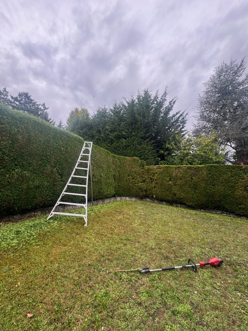 Expert Hedge Trimming Ready for Winter | The Friendly Gardener