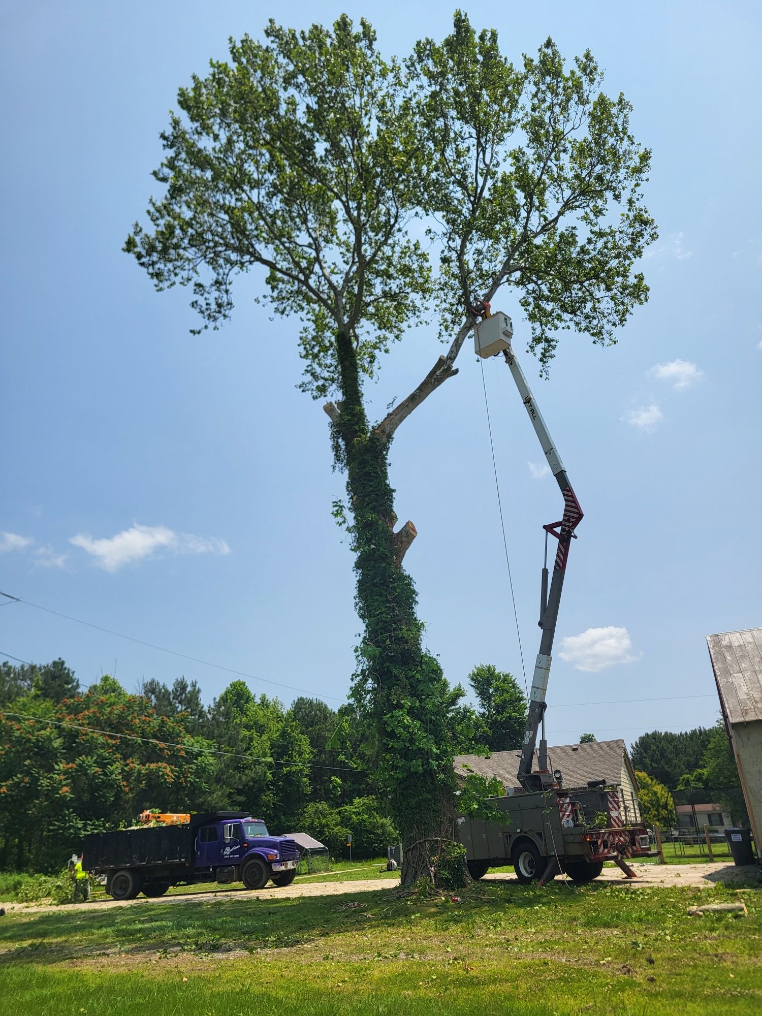 Safe and Efficient Tree Removal with Specialized Crane Services | East ...