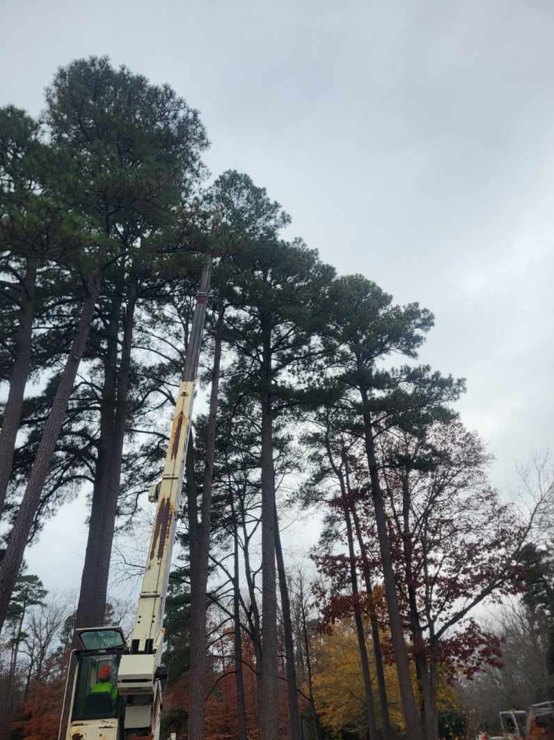 Safe Pine Tree Removal at Walsingham Academy with Crane Assist | East ...