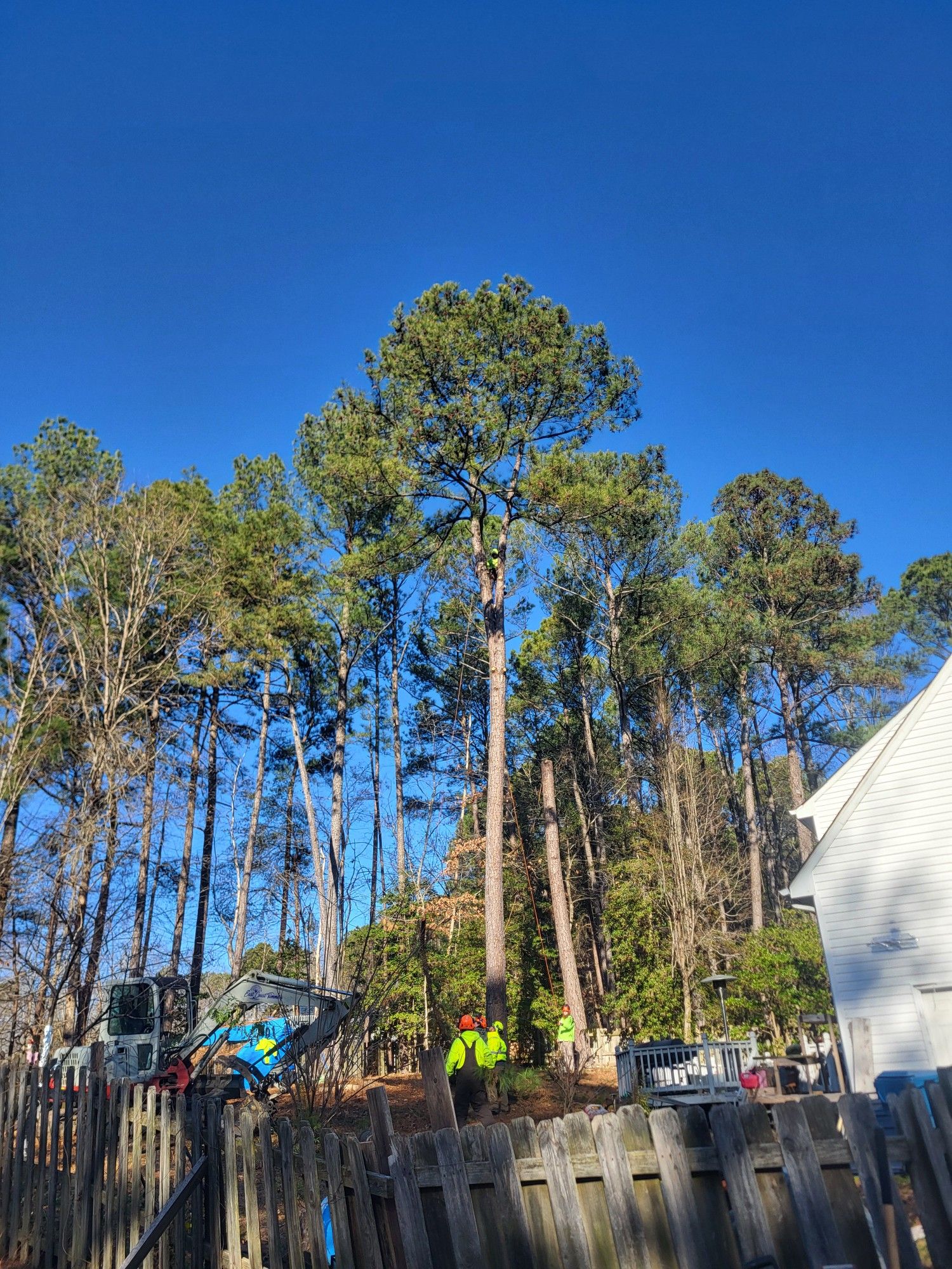 Pine Tree Removal for a Safer Yard | East Coast Trimmers Tree Service LLC