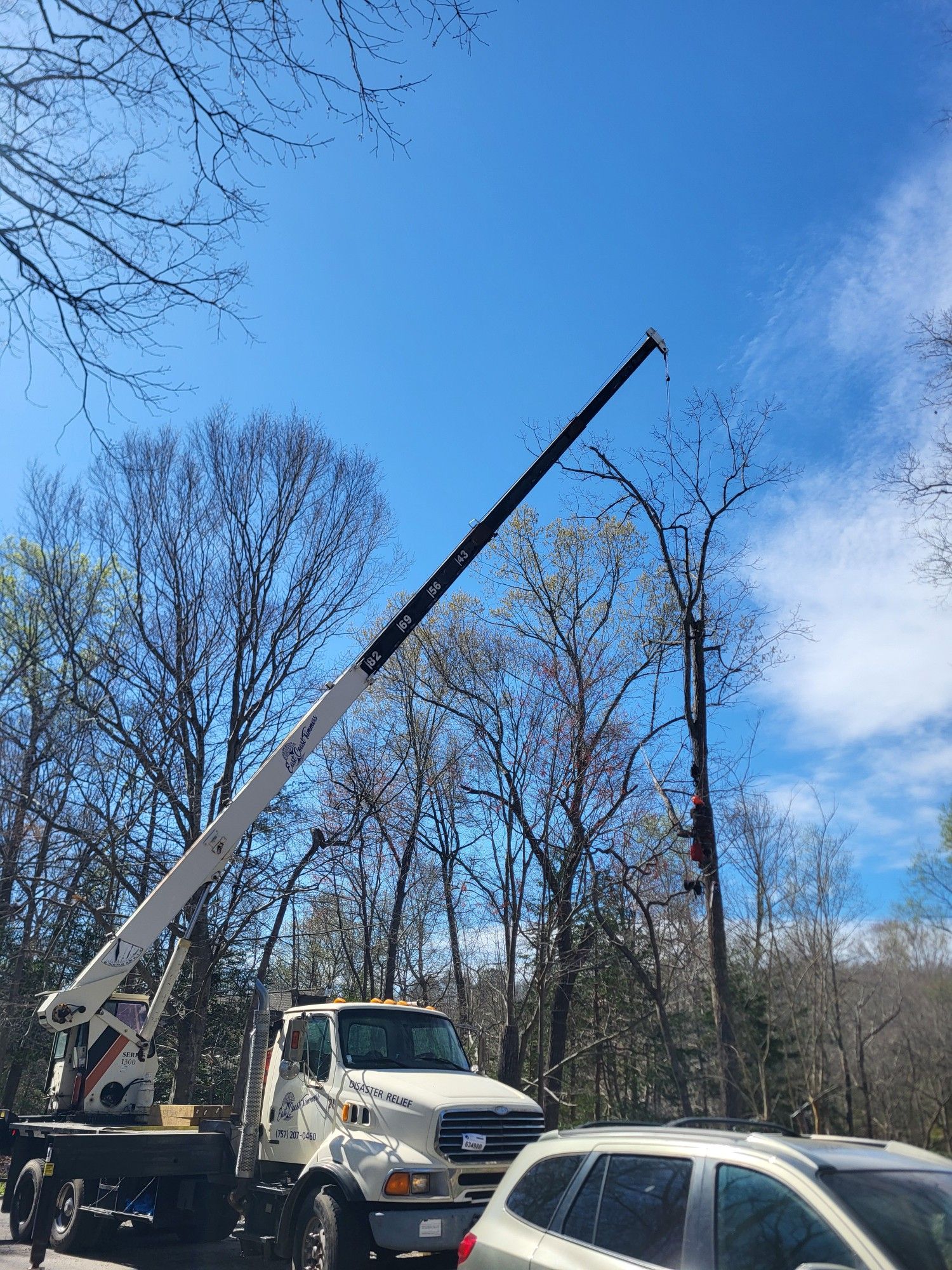 Precision Tree Removal Using Crane Expertise | East Coast Trimmers Tree ...