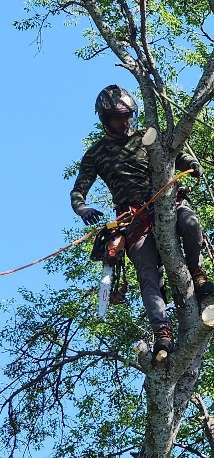 Precision Tree Climbing in Southlake | Burris Tree Service