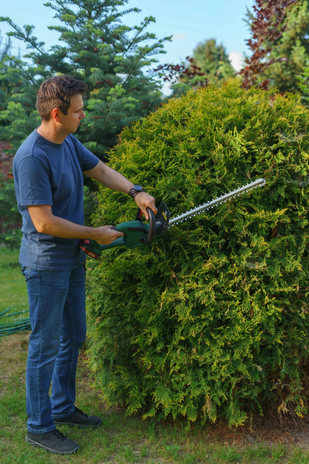 Tree Trimming Services | SolSeekers Landscaping Arizona