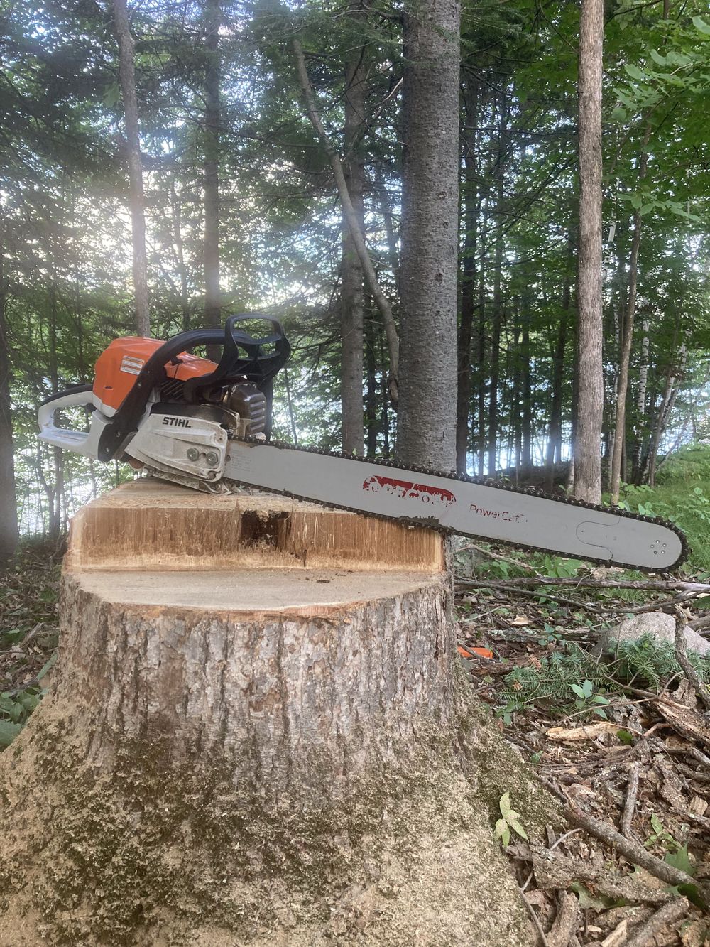 Stump Grinding Experts in Grand Rapids - 218 Tree Service