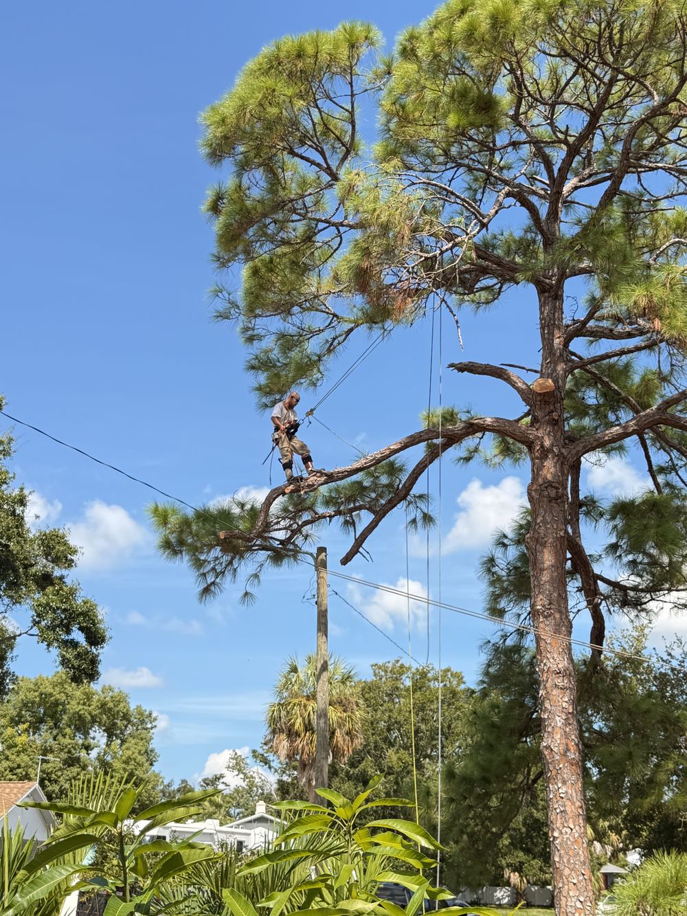 Tree Removal & Stump Grinding in St. Petersburg & Pinellas County