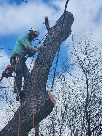 Precision Tree Care in Action