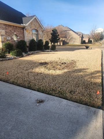 Yard Preparation for Stump Grinding