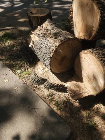 Post Oak Trimmed Back From the Roofline - City Code Handled
