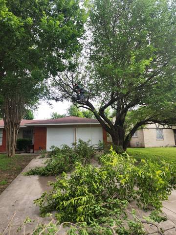 Large Ash Tree Removal and Stump Grinding in Grand Prairie