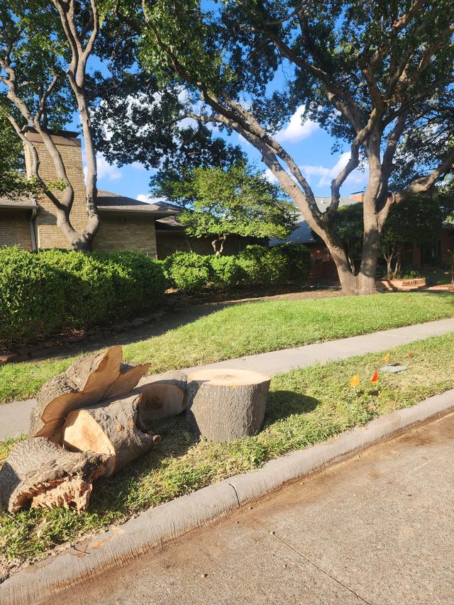 Large Red Oak Removal and Stump Grinding Done Right