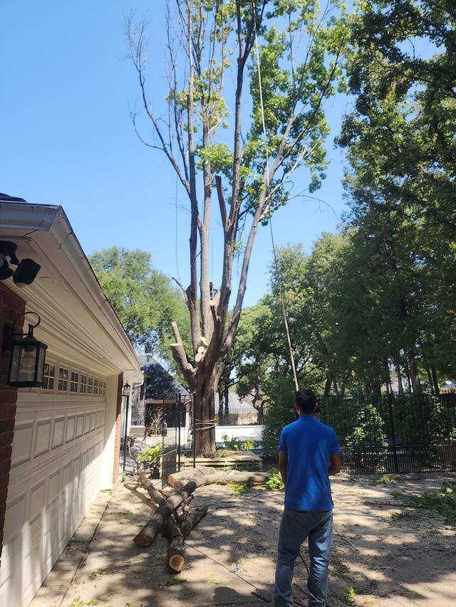 Large Red Oak Removed and 3 Stumps Ground Out