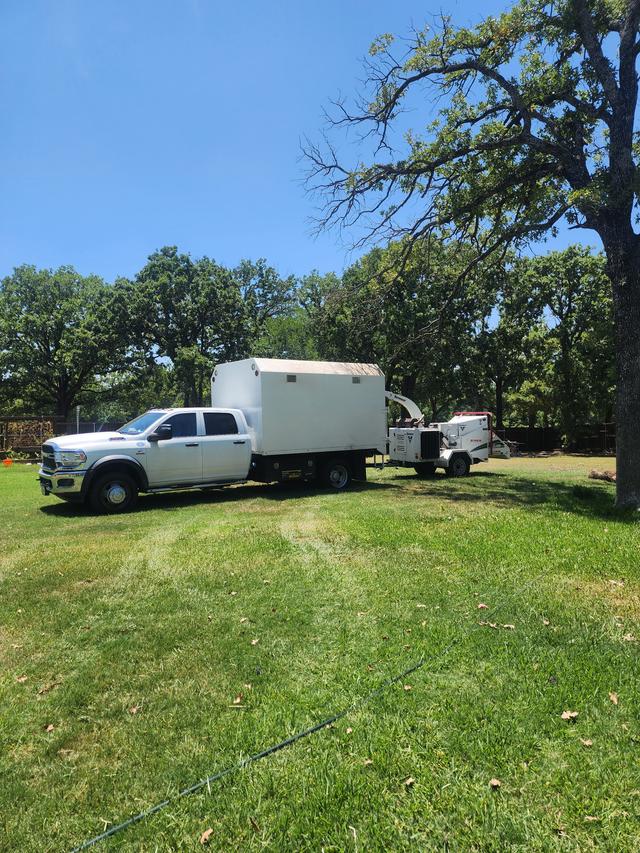 8 Dead Post Oaks Removed from Argyle Property