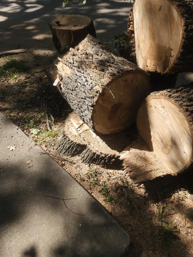 Post Oak Trimmed Back From the Roofline - City Code Handled