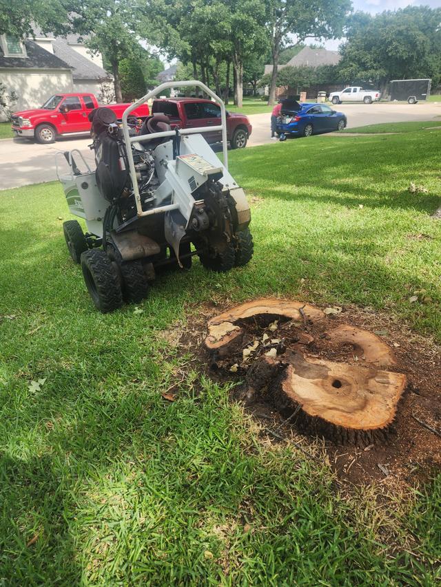 3 Trees Removed and 3 Stumps Ground in Southlake