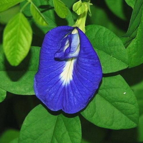 Синий чай Анчан 50 г (Butterfly Pea) - натуральный цветочный напиток с витаминами и антиоксидантами