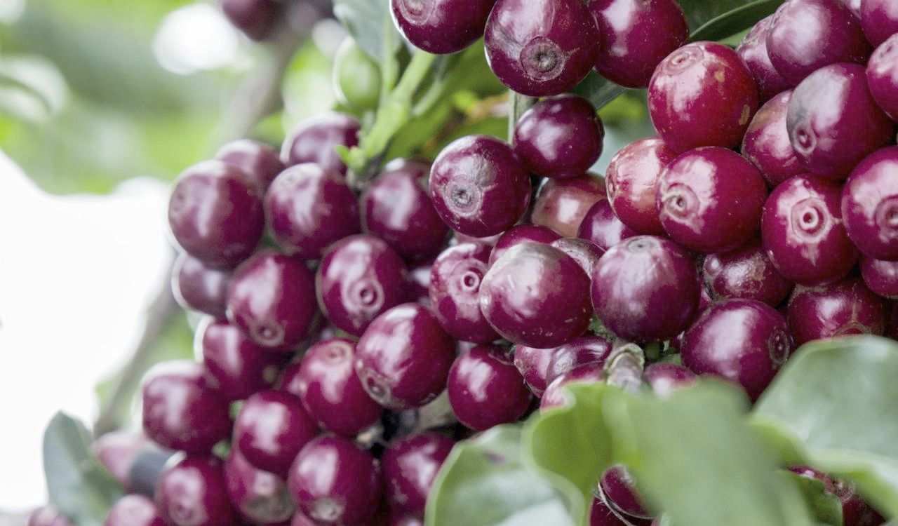 Робуста Індія Черрі 500 г - міцна кава з горіховим смаком, високий кофеїн, насичений аромат