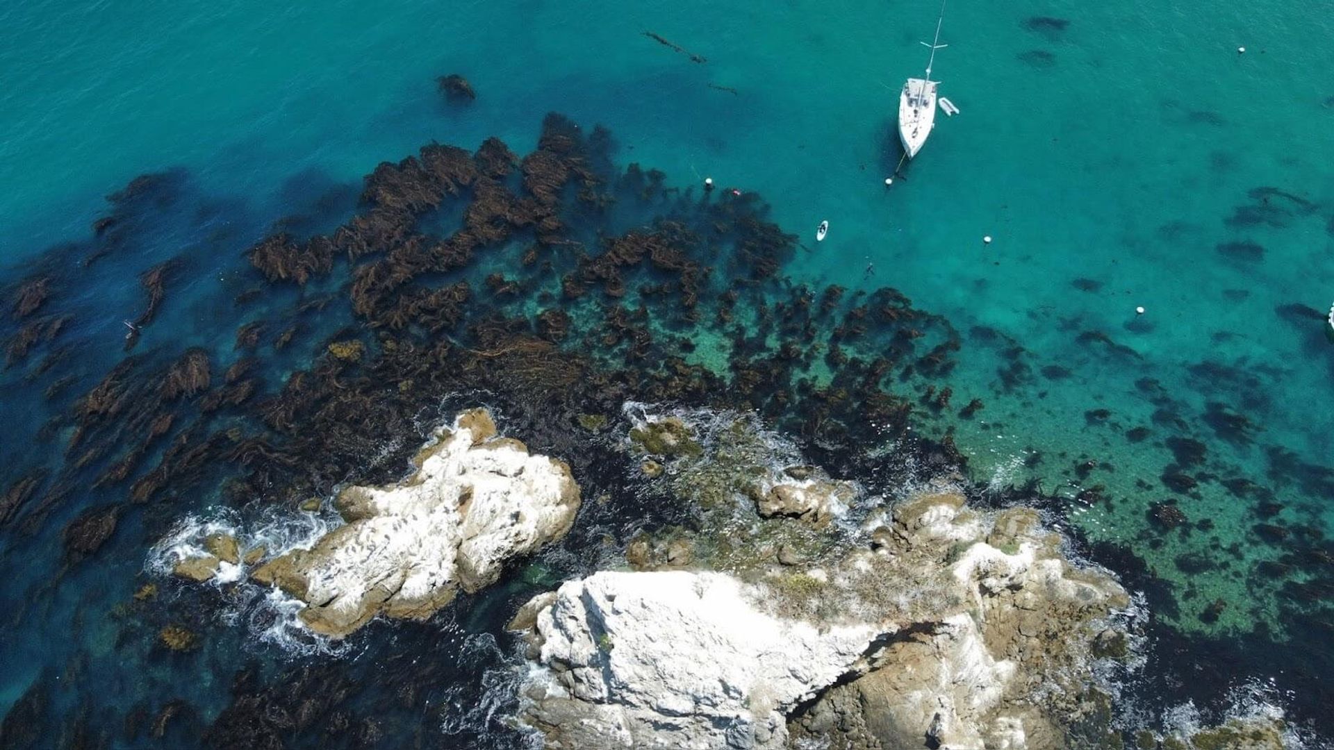 Many kayaks close to sea caves on the Channel Islands flotilla.