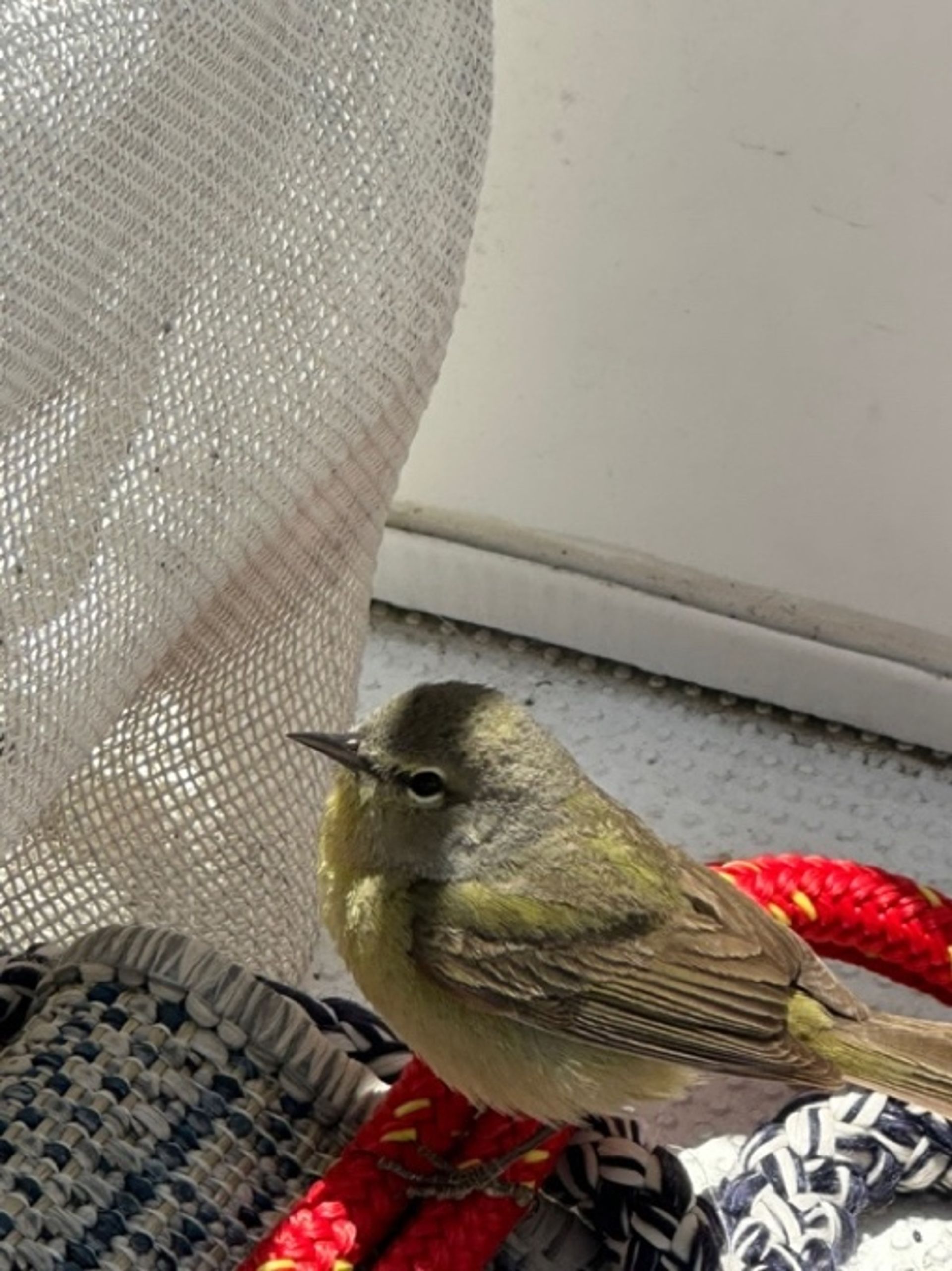 The warbler resting inside the cabin