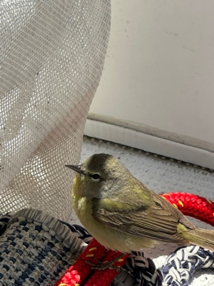 The warbler resting inside the cabin