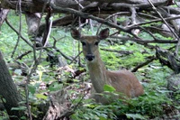 Odocoileus virginianus