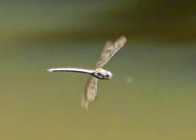 Photo of Cyrano Darner (Nasiaeschna pentacantha) taken at Alice