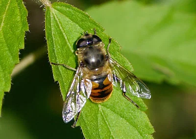 Photo of Drone Fly (Eristalis tenax) taken at Lake Township