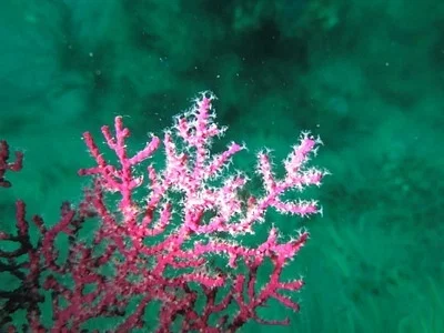 Photo of Eugorgia rubens taken at Santa Barbara County