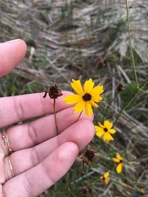 Photo of Coreopsis gladiata taken at Moodys Landing Recreation Area