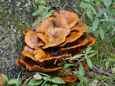 Photo of Jack O Lantern (Omphalotus illudens) taken at Bethany