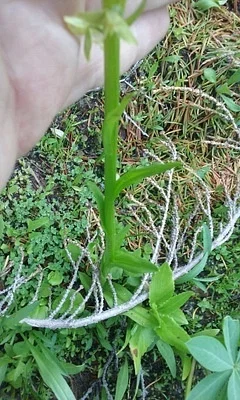 Photo of Platanthera sparsiflora taken at Russian Wilderness