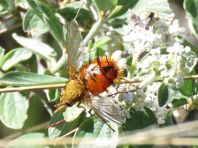 Photo of Adejeania vexatrix taken at Colin Neblett State Wildlife Area