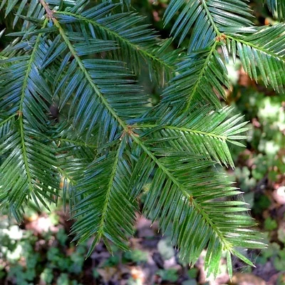 Photo of Stinking Cedar (Torreya californica) taken at Ishi Wilderness