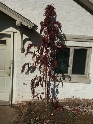 Photo of Red Shank (Amaranthus cruentus) taken at Bicentennial Conservation Area