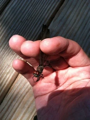 Photo of Dythemis velox taken at Crains Run Nature Park