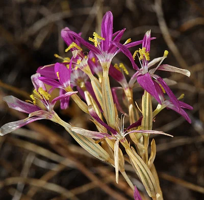 Photo of Zeltnera venusta taken at Iodine Springs Reserve