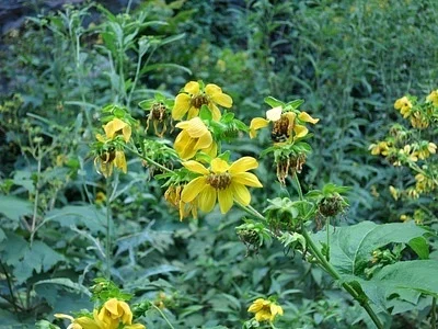 Photo of Bear'S-Foot (Smallanthus uvedalia) taken at Allison