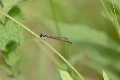Photo of Eastern Red Damsel (Amphiagrion saucium) taken at Brush Creek Township