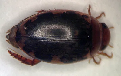 Photo of Laccophilus maculosus taken at Spring Brook Sanctuary