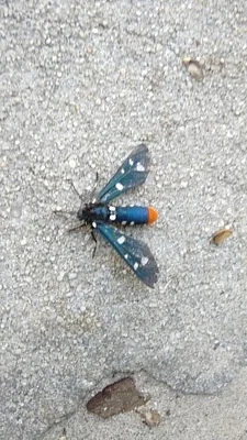 Photo of Polka-Dot Wasp Moth (Syntomeida epilais) taken at Pompano Beach