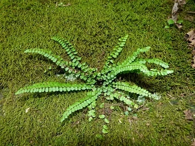 Photo of Maidenhair Spleenwort (Asplenium trichomanes) taken at Sutherland