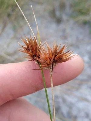 Photo of Rhynchospora megaplumosa taken at Arbuckle Wildlife Management Area