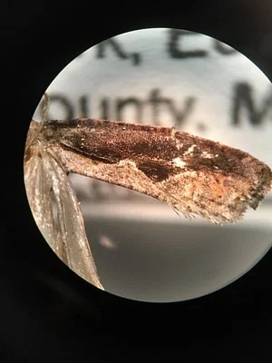 Photo of Diamondback Epinotia Moth (Epinotia lindana) taken at Spring Meadow Lake State Park