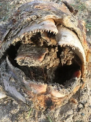 Photo of Thunnus thynnus taken at Currituck County