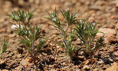 Photo of Eriastrum tracyi taken at Scodie Wilderness Study Area